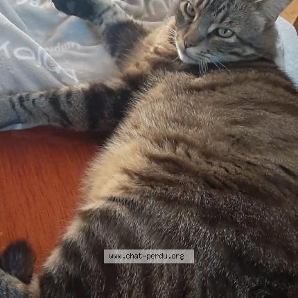 Photo 1/1 Cookie Chat lost in Biard