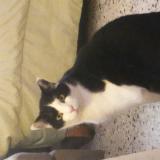 Picture of cat lost at Gagnieres Il