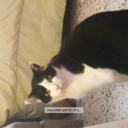 Photo 1/1 sam Chat lost in Gagnieres il