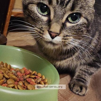 Photo 1/2 Lagertha ou Lala Chat lost in St vivien