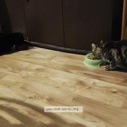 Photo 2/2 Lagertha ou Lala Chat lost in St vivien