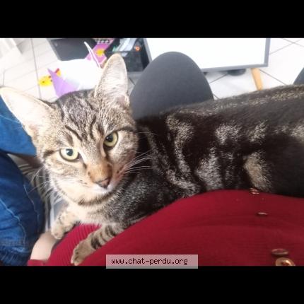 Photo 1/1 Filou Chat lost in Sin le noble