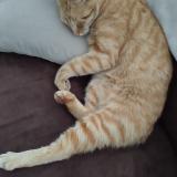 Picture of cat lost at Parentis En Born