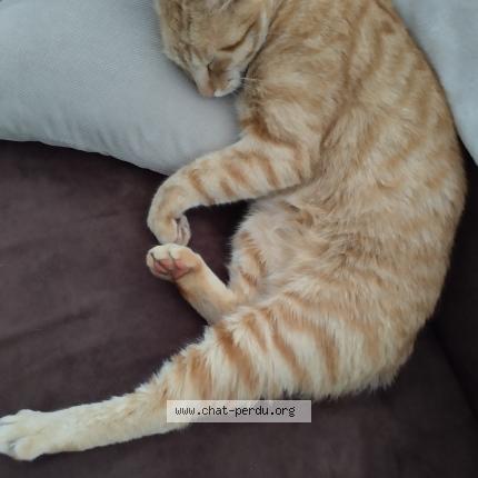 Photo 1/1 Moumoute Chat lost in Parentis en born