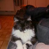Picture of cat lost at Lys Lez Lannoy
