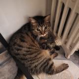 Picture of cat lost at St Quentin