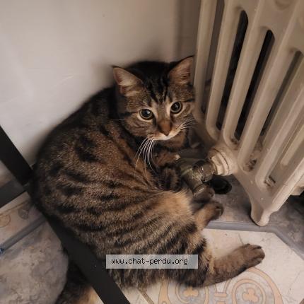 Photo 1/1 Cat reunited Lost in St quentin
