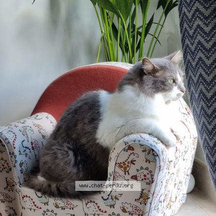 Photo 1/1 Andy Chat lost in Ingre