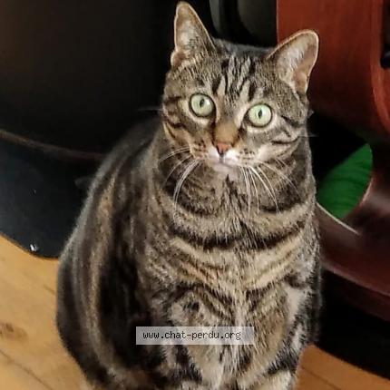 Photo 1/1 Lilou Chat lost in Nantes