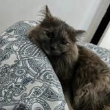 Picture of cat lost at Montreal