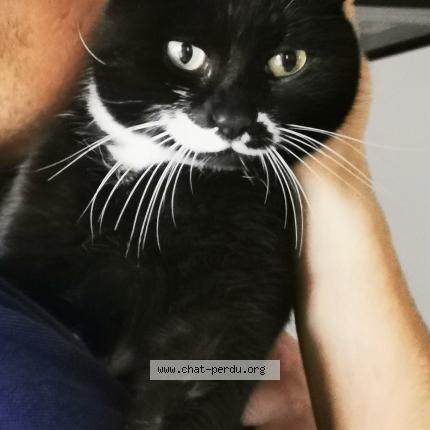 Photo 1/1 Twinky Chat lost in Montady