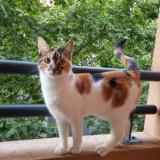 Picture of cat lost at Teyran