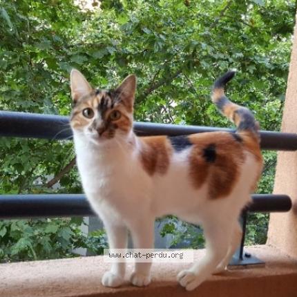 Photo 1/1 Mia Chat lost in Teyran