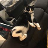 Picture of cat lost at La Quinte