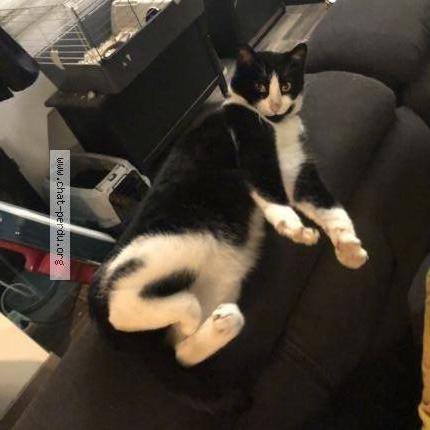 Photo 1/1 Ronstone Chat lost in La quinte