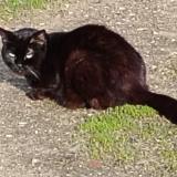 Picture of cat found at Saint Amand Montrond
