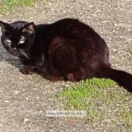 Photo 1/1 Cat reunited Found in Saint amand montrond