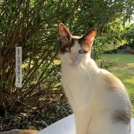 Photo 1/1 Roméo Chat lost in Saint etienne de tulmont