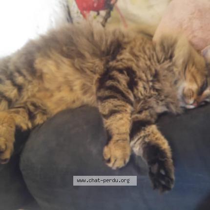 Photo 1/1 Sacha Chat lost in Sens de bretagne