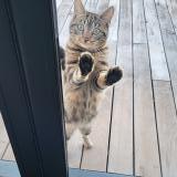 Picture of cat lost at Serres Castet