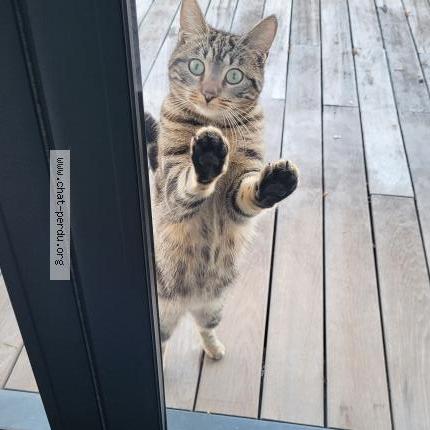 Photo 1/2 Noukie Chat lost in Serres castet