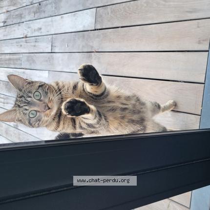 Photo 2/2 Noukie Chat lost in Serres castet