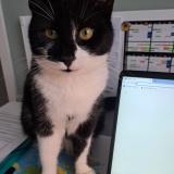 Picture of cat lost at Artolsheim