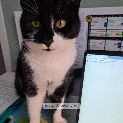 Photo 1/1 Oslo Chat lost in Artolsheim