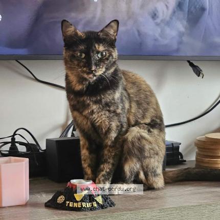 Foto 1/1 Kat teruggevonden Vermist in Anderlues