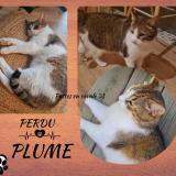 Picture of cat lost at Colomiers