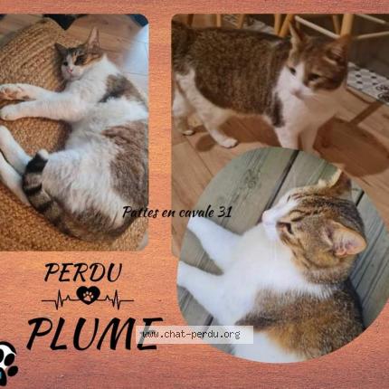 Photo 1/1 Plume Chat lost in Colomiers