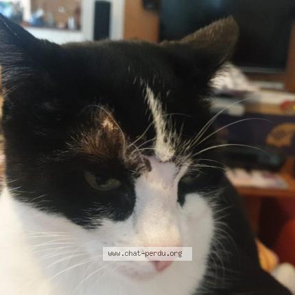 Foto di gatto smarrito a Lausanne