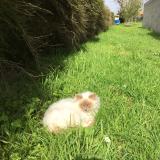 Picture of cat lost at Sainte Soulle