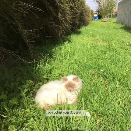 Photo 1/1 Ruben Chat lost in Sainte soulle