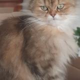 Picture of cat lost at Porto Vecchio