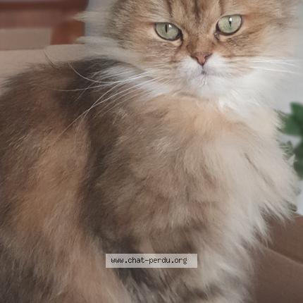 Photo 1/1 Matty Chat lost in Porto vecchio