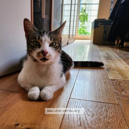 Foto 1/1 Kat teruggevonden Vermist in Bruxelles