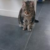Picture of cat lost at Villebon Sur Yvette