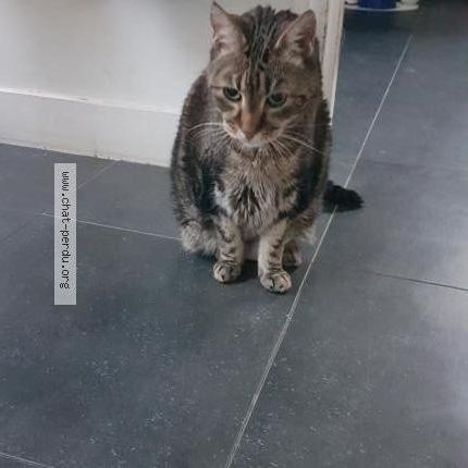 Photo 1/2 Lili Chat lost in Villebon sur yvette