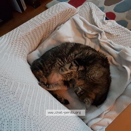 Photo 2/2 Lili Chat lost in Villebon sur yvette