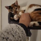 Picture of cat lost at Evette Salbert