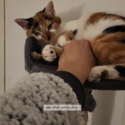 Photo 1/1 Bella Chat lost in Evette salbert