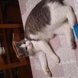 Picture of cat lost at Aulnoye Aymeries