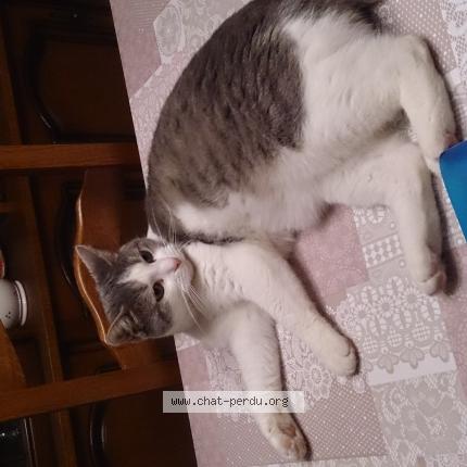 Photo 1/1 Vénus Chat lost in Aulnoye aymeries