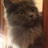 Picture of cat lost at Saumur