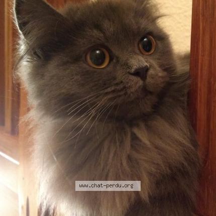 Photo 1/1 Colette Chat lost in Saumur