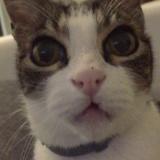 Picture of cat lost at Tourcoing