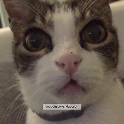 Photo 1/1 Cacahuete Chat lost in Tourcoing