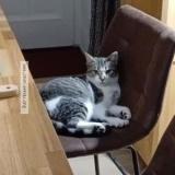 Picture of cat lost at Cesson Sevigne Nord