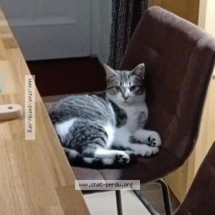 Photo 1/3 November Chat lost in Cesson sevigne nord